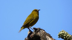 Chlorodrepanis virens wilsoni