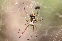 Trichonephila clavipes