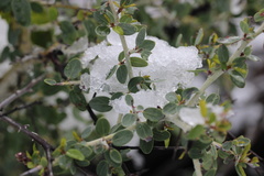 Ceanothus leucodermis