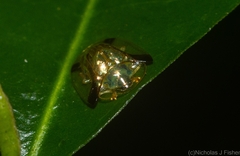 Meroscalsis blackburni