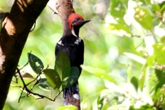 Dryocopus lineatus