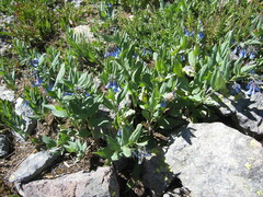 Mertensia lanceolata