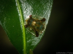 Meroscalsis blackburni