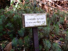 Dawsonia superba