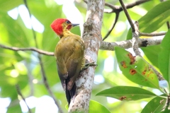 Piculus chrysochloros