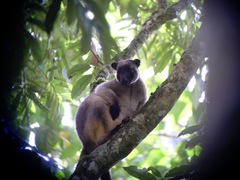 Dendrolagus lumholtzi