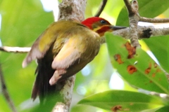 Piculus chrysochloros