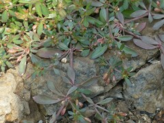 Glinus oppositifolius