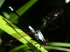 Diphlebia euphoeoides