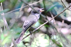 Myiarchus panamensis