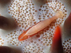 Zenopontonia soror