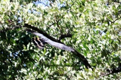 Geranospiza caerulescens