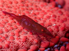 Zenopontonia soror
