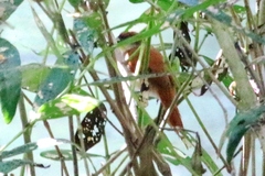 Certhiaxis cinnamomeus