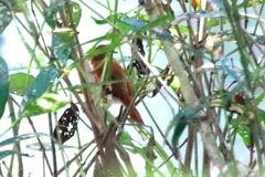 Certhiaxis cinnamomeus