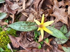 Erythronium umbilicatum