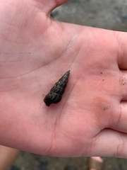 Zeacumantus lutulentus