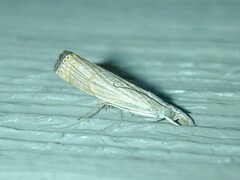 Parapediasia decorellus