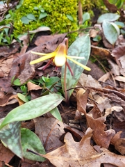 Erythronium umbilicatum