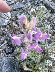 Lupinus concinnus