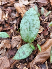 Erythronium umbilicatum