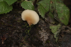 Panellus mitis