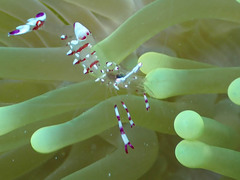 Ancylomenes holthuisi