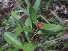 Ixora biflora