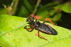 Apiomerus nitidicollis