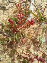 Rumex bucephalophorus
