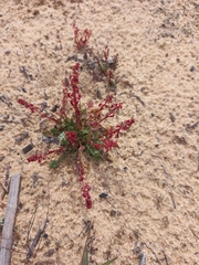 Rumex bucephalophorus