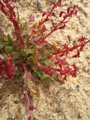 Rumex bucephalophorus