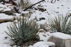 Hesperoyucca whipplei