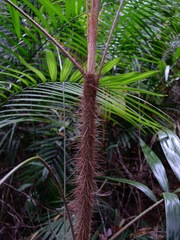 Calamus australis