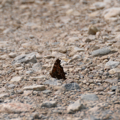 Polygonia faunus