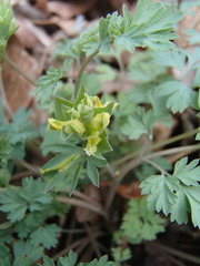 Corydalis flavula