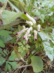 Fumaria parviflora