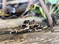 Stereaceae