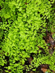 Adiantum jordanii