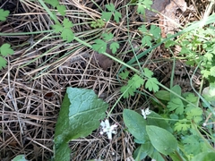 Fumaria parviflora