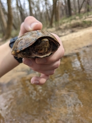 Sternotherus peltifer