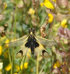 Libelloides longicornis
