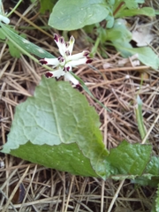 Fumaria parviflora