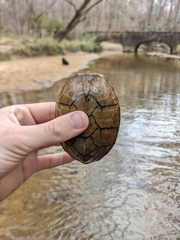 Sternotherus peltifer