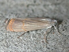 Parapediasia decorellus