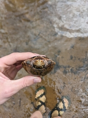 Sternotherus peltifer