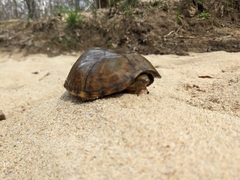 Sternotherus peltifer