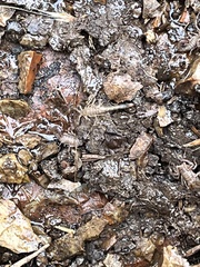 Serradigitus gertschi