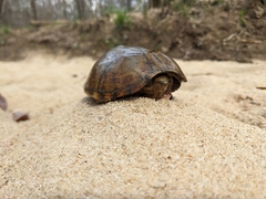 Sternotherus peltifer