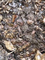 Serradigitus gertschi